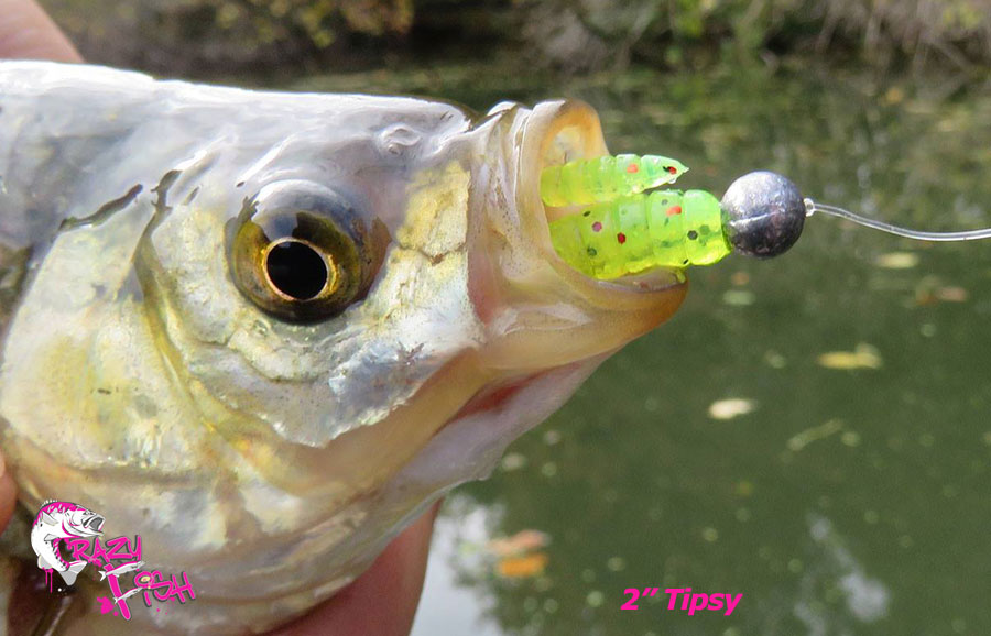 Crazy Fish 2" Tipsy - 14 UV Motor Oil (8pcs)