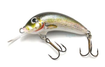 Hester Small Fry Dace